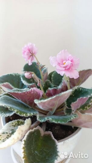 Фиалки сортовые