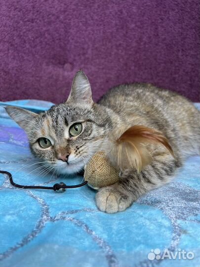 Спасите Сироту