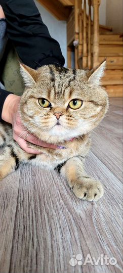 Шотландский кот для вязки