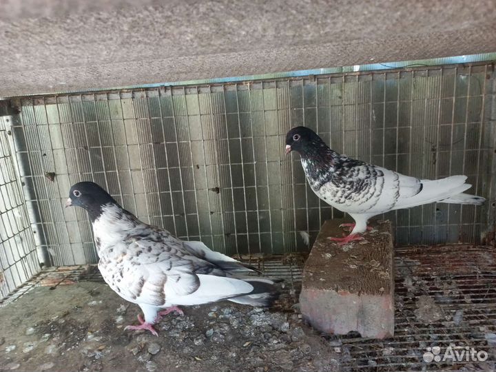 Продаю голубей