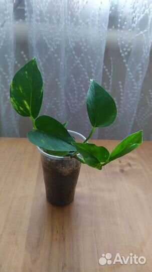 Сциндапсус, сингониум