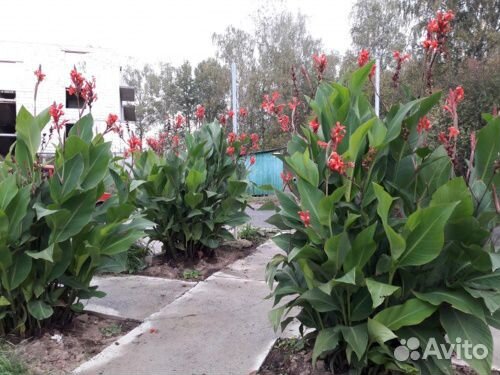 Канны. Клубни