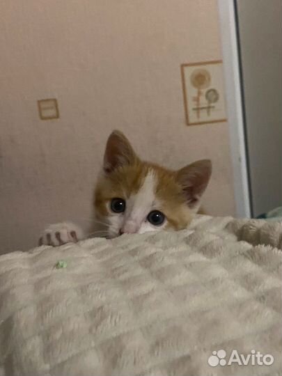 Кошки бесплатно