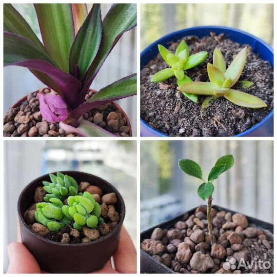 Суккуленты детки очиток седум традесканция молочай