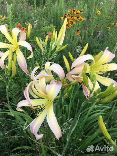 Лилейники сортовые