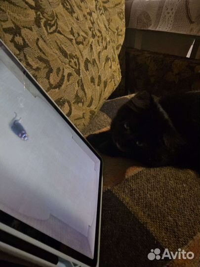 Котёнок чёрный