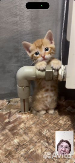 Котята бесплатно