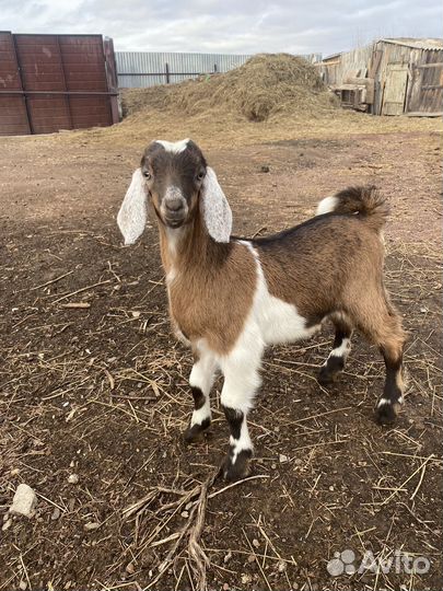 Козы нубийские, камори