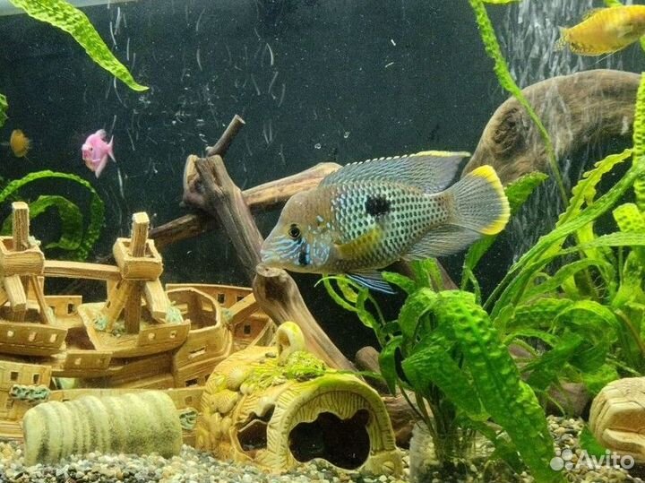 Акара бирюзовая