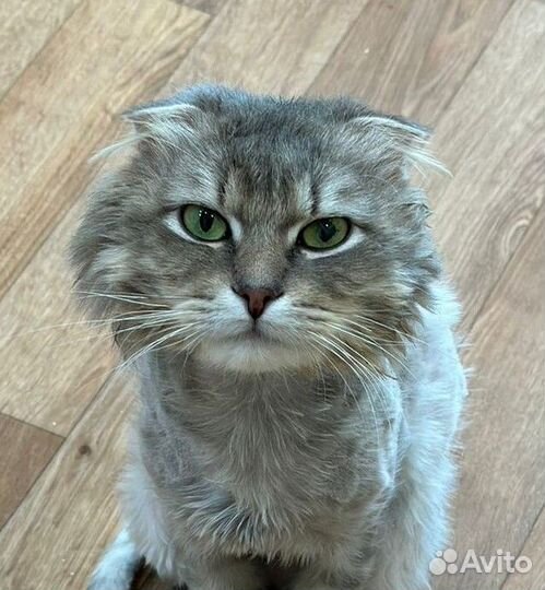 Мурчелло ищет друга