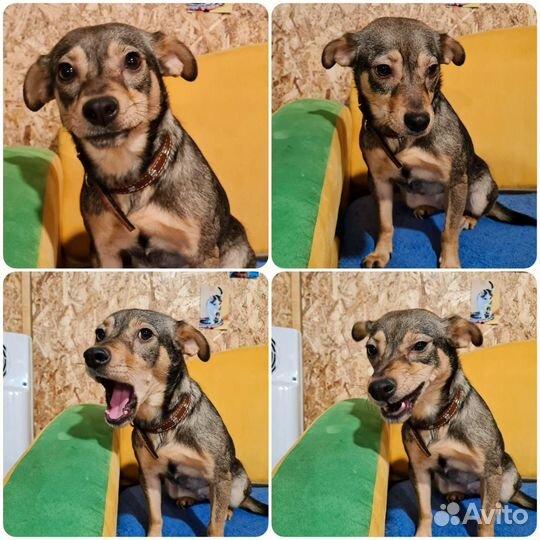 Маленькая собачка