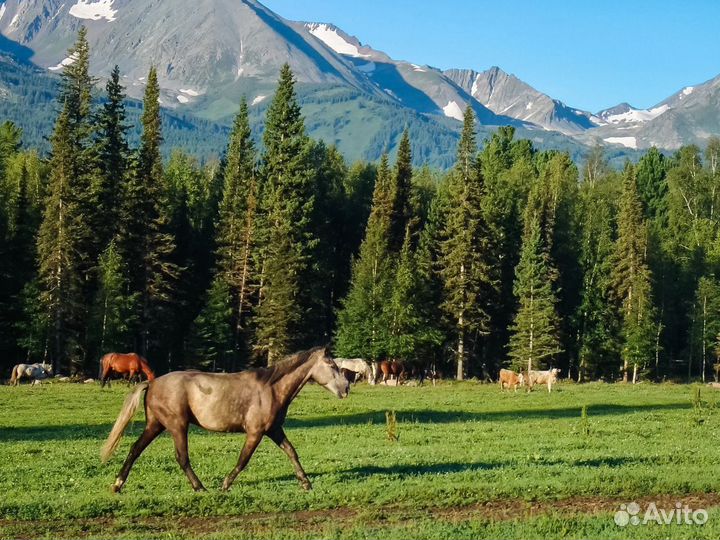 Вояж на Алтай 7 нч