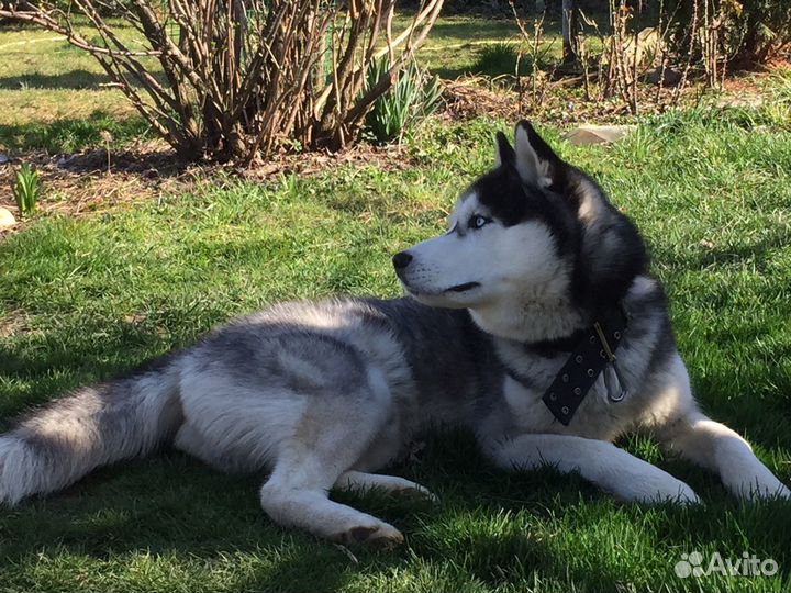 Вязка Хаски