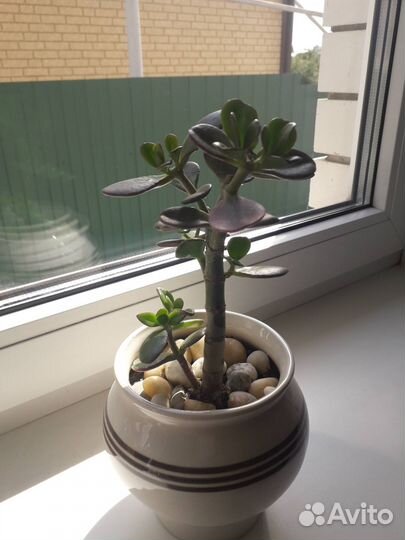 Бонсай из крассулы Денежное дерево