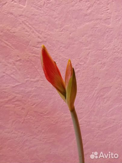 Гиппиаструм