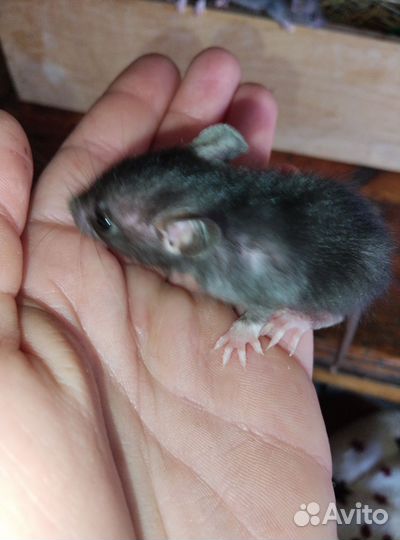 Крысята
