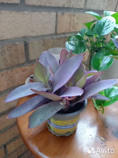 Домашнее растение Сеткреазия цветок