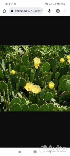 Опунция уличная