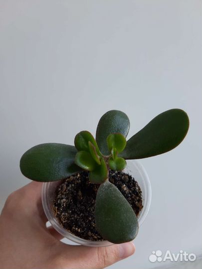 Толстянка, денежное дерево, крассула овата