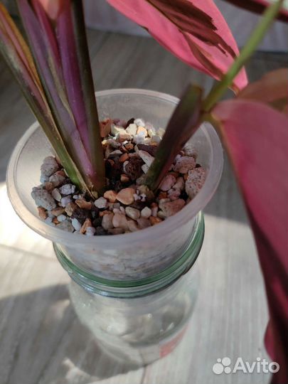 Калатея страманта