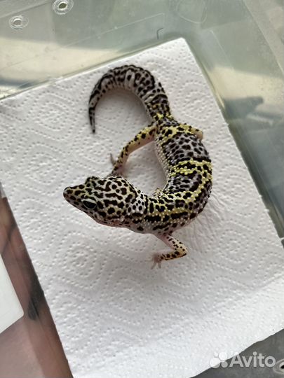 Пятнистый эублефар (Gem Snow Bold Jungle)