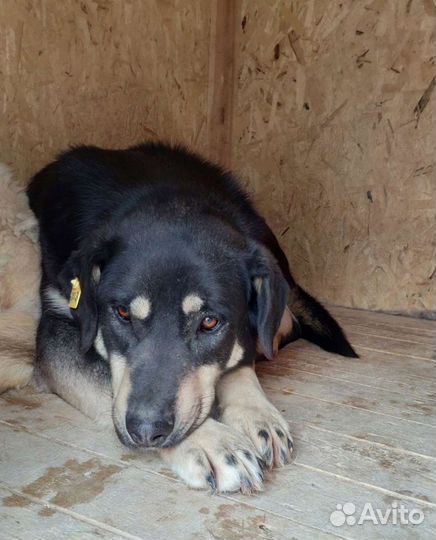 Собака, Грей, кобель