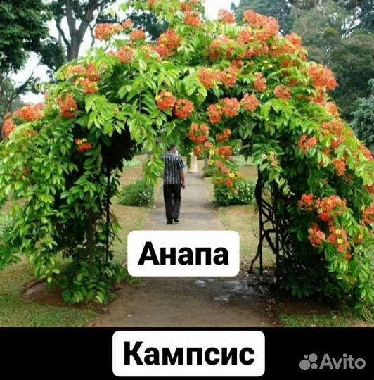 Кампсис лиана саженц