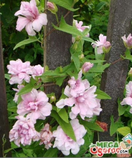 Калистегия (фото инет)