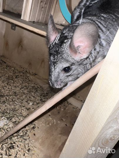 Шиншиллы с витриной