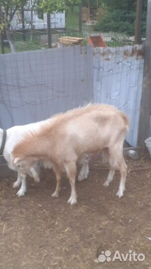 Продаю козу и козла породы Ламанча