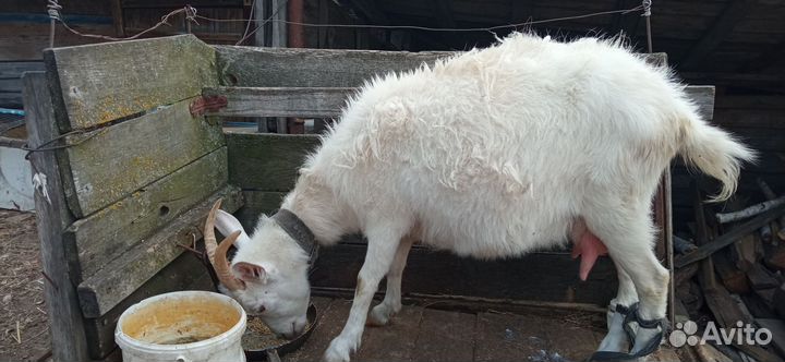 Продаются козы