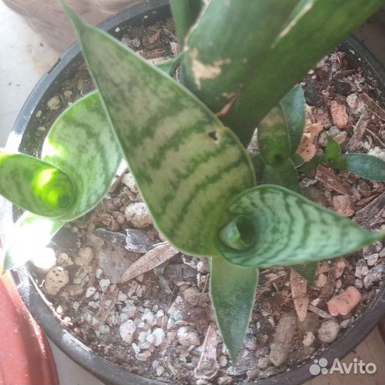 Сортовые сансиверии