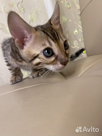 Бенгальские котята