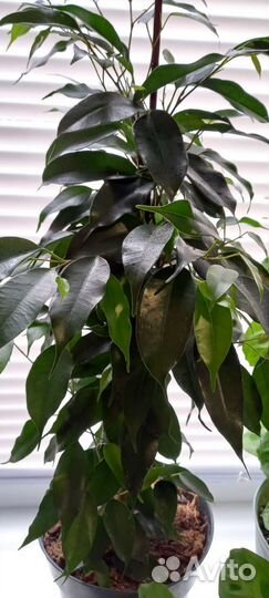 Фикус даниэль