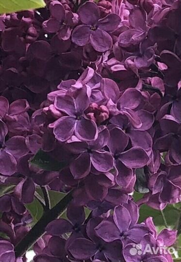 Саженцы сирени