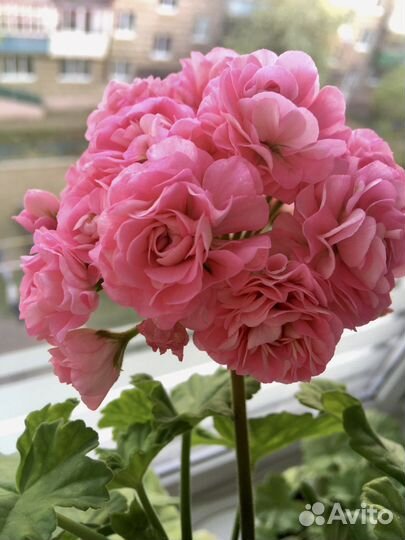 Пеларгония герань