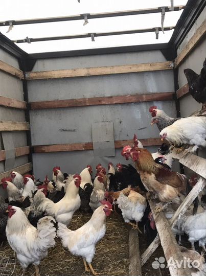 Петухи Домашние кубанскиекуры Несушки