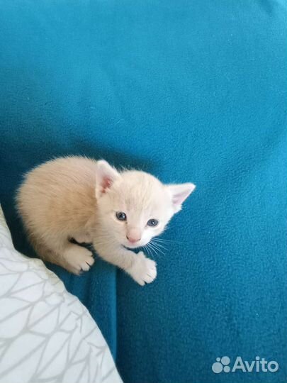 Котята в добрые руки бесплатно