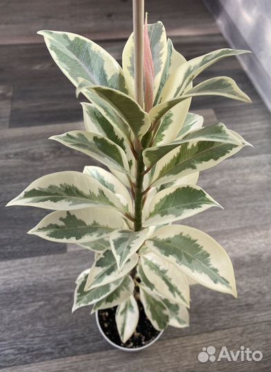 Фикус Эластика Мелани вариегатная