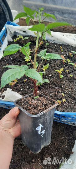 Саженцы ежевики ремонтантной