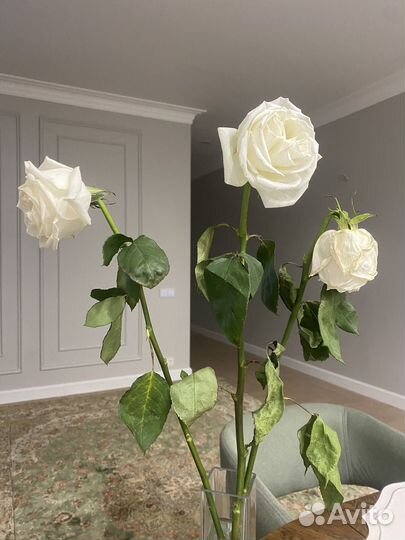 Сухие белые розы 3 штуки
