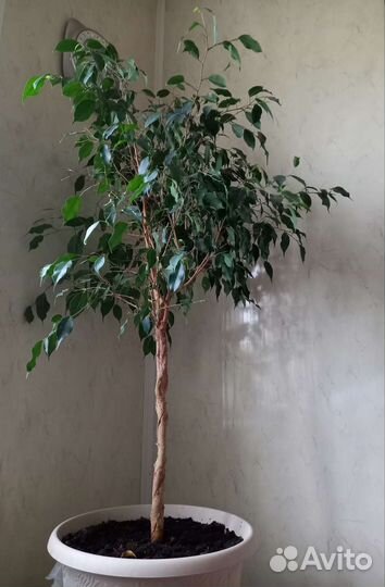 Фикус Бенджамина большой