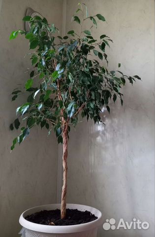 Фикус Бенджамина большой