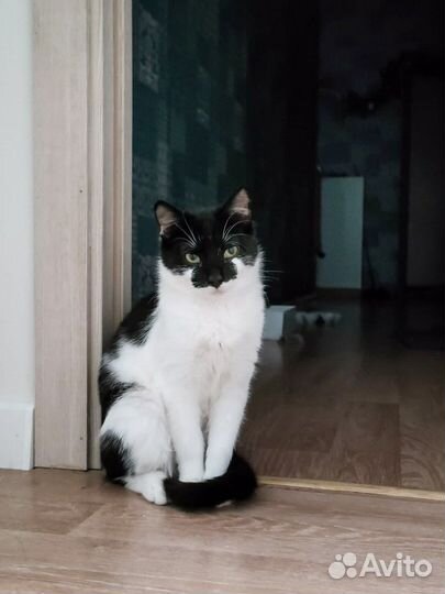 Котенок на счастье