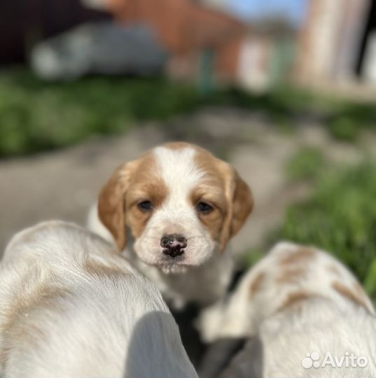Бретонский эпаньоль щенки