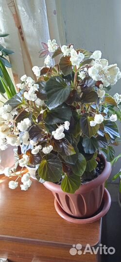 Бегония махровая вечноцветущая