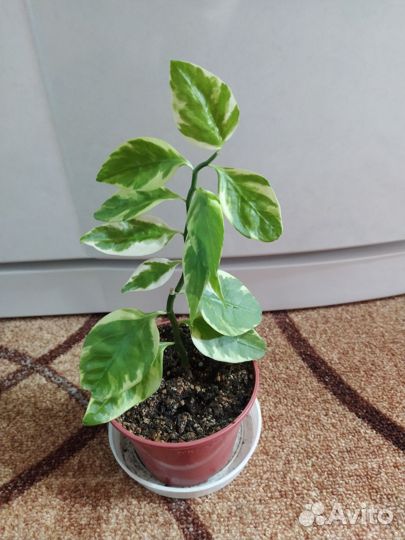 Педилантус