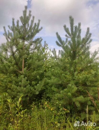 Сосна обыкновенная, береза