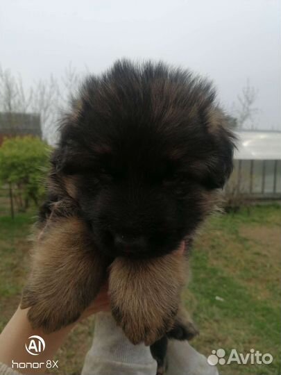 Немецкая овчарка