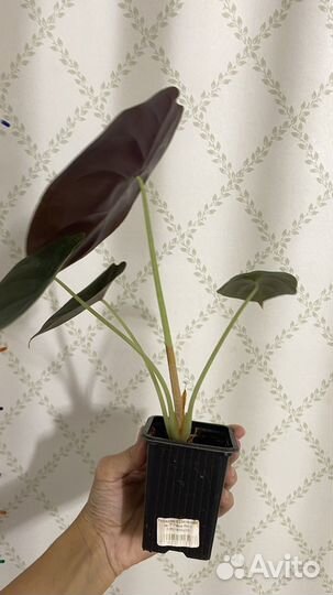 Алоказия медная